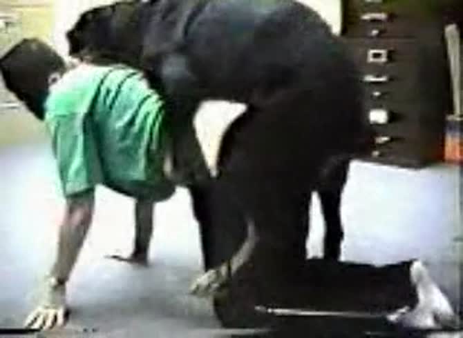 Video :Lady got big ass fucked in dog anal sex